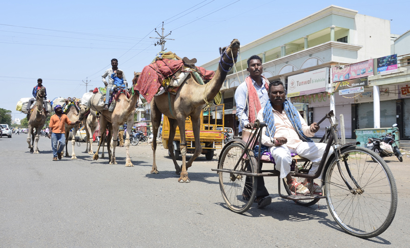 A seven-camel conveyance from the wheel chair! | व्हील चेअरवरुन ‘तो’ हाकतो तब्बल सात उंटांचा काफिला !