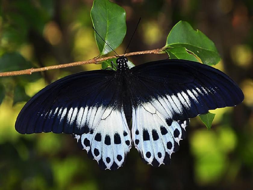 221 species got Hindi names on International Butterfly Day | फुलपाखरांचे आता हिंदी भाषेत नामकरण; ‘ब्ल्यू मॉरमॉन’ बनला ‘बडा बहुरुपिया’!