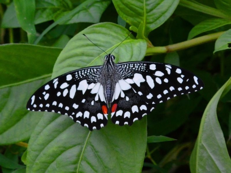 Unique environmental protection of butterflies; Association of Rare Butterflies | फुलपाखरांचे अनोखे पर्यावरण रक्षण; दुर्मीळ फुलपाखरांची असोसिएशन