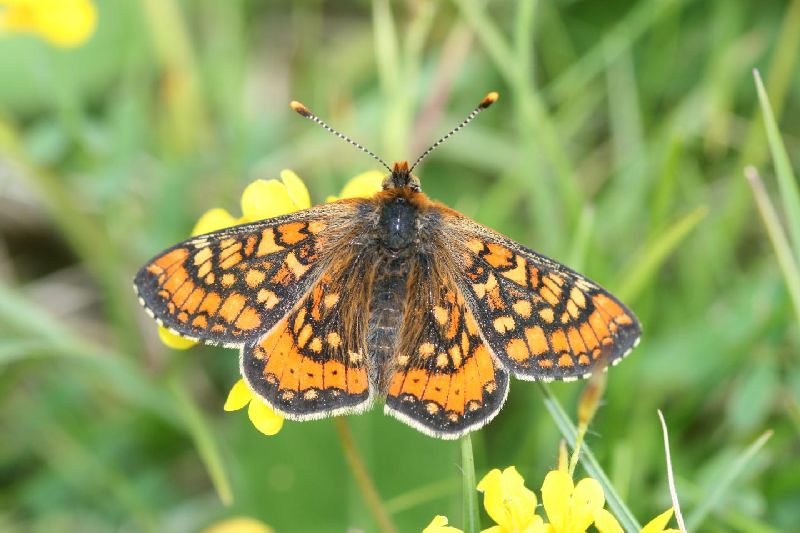 Butterfly Monitoring Scheme project for Butterfly Census | फूलपाखरांच्या जनगणनेसाठी ‘बटरफ्लाय माॅनिटरिंग स्किम’