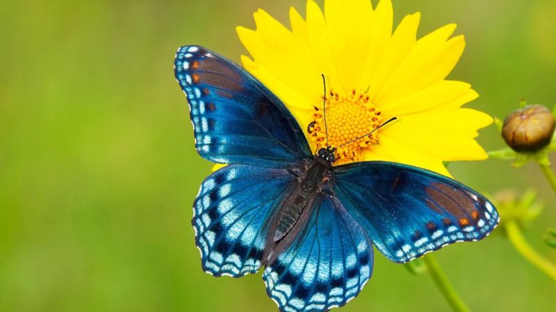Marathi Names to butterflies in Akola | अकोल्यात फुलपाखरांचे मराठी बारसे