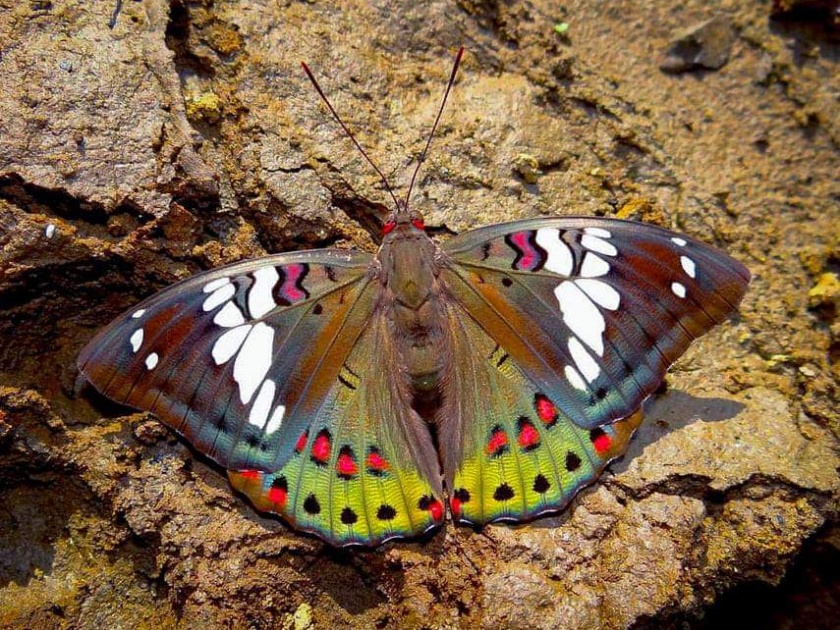 The need for parks for butterflies, UBCG awareness in lockdown | फुलपाखरांसाठी उद्यानांची आवश्यकता, लॉकडाऊनमध्ये यूबीसीजीची जनजागृती 