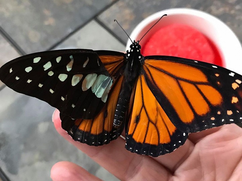Insect art founder woman performs monarch butterfly wing transplantation watch video | पंख तुटलेल्या फुलपाखराला महिलेने दिलं नवं जीवन, ट्रान्सप्लांटचा व्हिडीओ व्हायरल