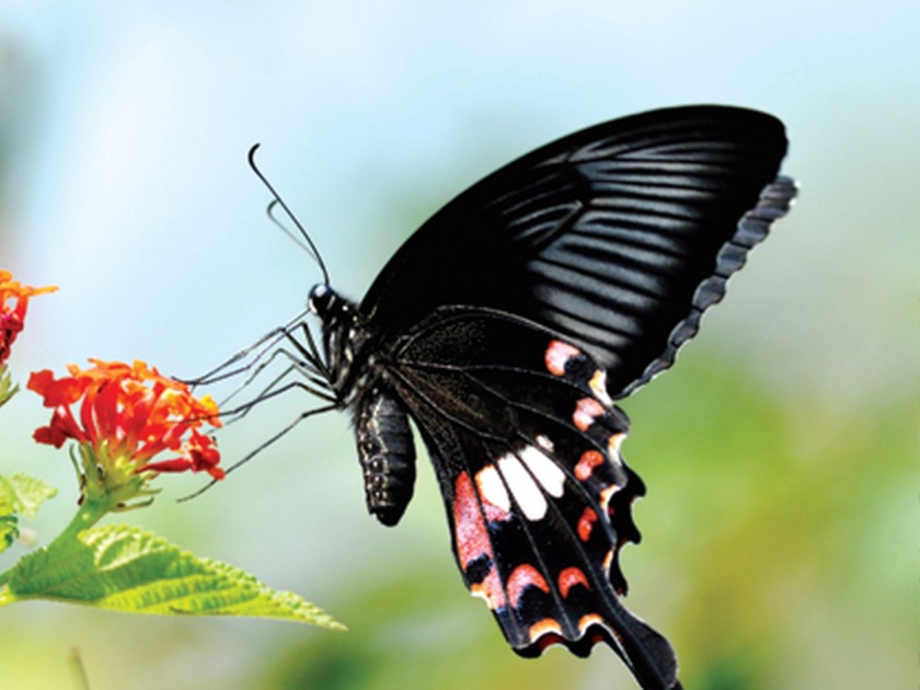 A hive of 175 species of butterflies; Mumbai, Thane and Navi Mumbai have free communication | १७५ प्रजातींच्या फुलपाखरांचा विहार; मुंबई, ठाणे आणि नवी मुंबईत आहे मुक्त संचार