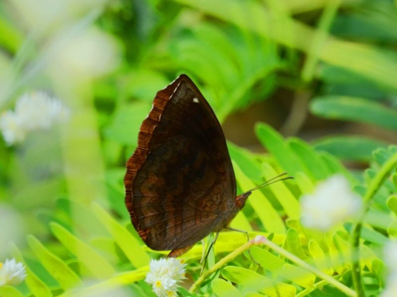 Suggestion on the Marathi names of the butterfly | फुलपाखरांना मराठीतून नावं देण्याची मोहीम; जैवविविधता मंडळाचा पुढाकार