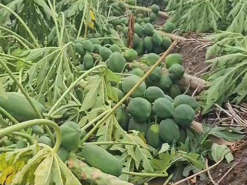 Loss of banana, papaya crops on thousands of hectares in Shahada taluka due to unseasonal rains | अवकाळी पावसामुळे शहादा तालुक्यात हजारो हेक्टरवरील केळी, पपईच्या पिकांचे नुकसान