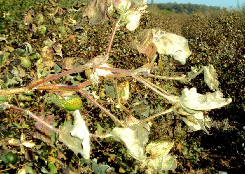 Rain dammage cotton crop in akola | परतीच्या पावसामुळे कपाशीची पाते, फुले गळाली; सोयाबीन भिजले !