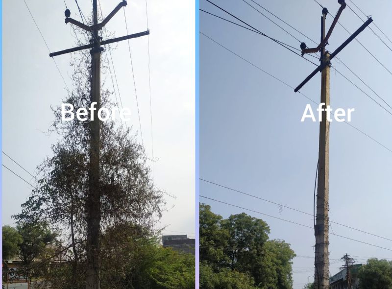 MSEDCL : plants on electrick pole and transfarmers removed | १६५ रोहीत्रे, ३८८ वीज खांब झाले वेलीमुक्त
