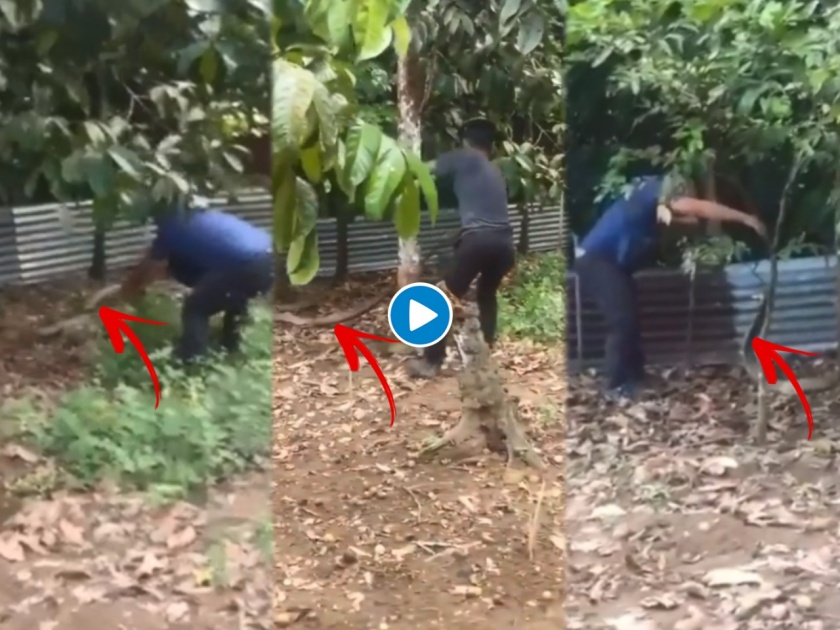 Viral Video : Men tried to catch king cobra watch what happened next in viral video | VIDEO : किंग कोब्राला पकडत होता तरूण, पण तो अटॅक मोडमध्ये आला आणि मग...