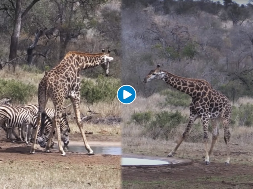 The Giraffe was not able to drink water from the lake see in the video | VIDEO : समोरच्या डबक्यातील पाणी पिऊ शकत नव्हता जिराफ, बघा त्याने कशी भागवली त्याची तहान!