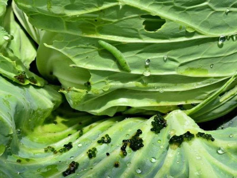 cabbage worms how to identify and get rid of cabbage worms | कोबीच्या भाजीतील 'हा' किडा ठरू शकतो घातक!