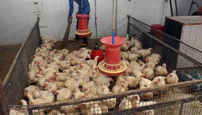 Poultry farmers should be careful about bird flu | कुक्कुटपालकांनी बर्ड फ्लूबाबत काळजी घ्यावी