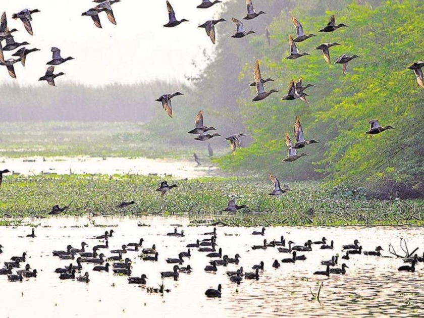 The planned bird sanctuary in Nerul is on paper | नेरुळमधील नियोजित पक्षी अभयारण्य कागदावरच