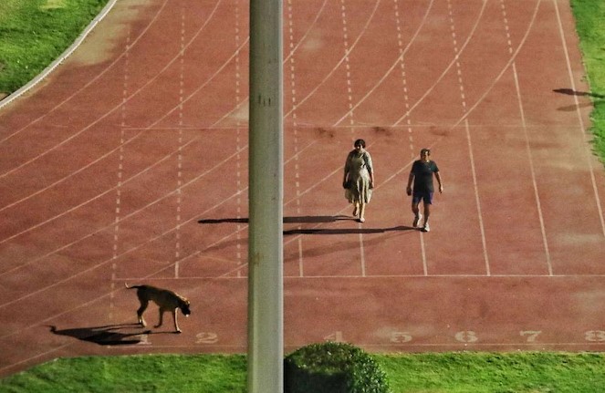 The IAS couple who emptied the stadium for the dog were replaced by a slapstick | कुत्र्यासाठी स्टेडियम रिकामे करविणाऱ्या आयएएस दाम्पत्याची तडकाफडकी बदली