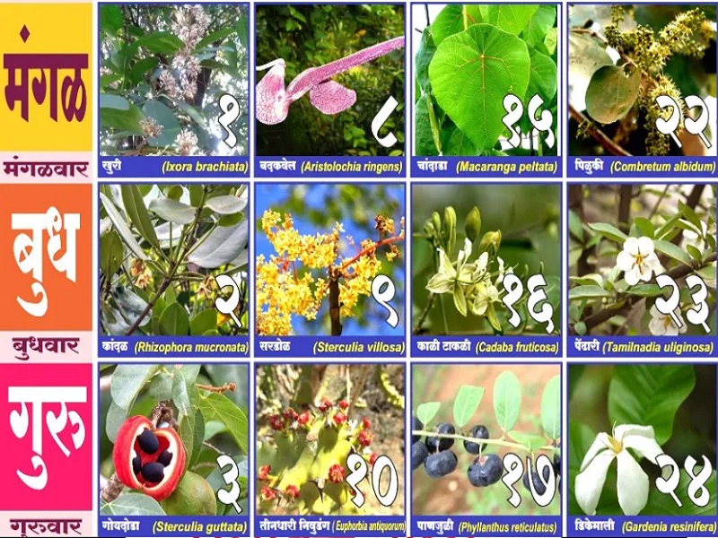 Plant information can be found in the Biodiversity Calendar | दिनदर्शिकेतून मिळणार आता वनस्पतींची माहिती