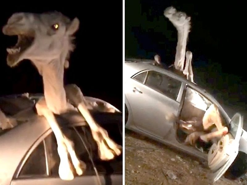 Watch Video : Camel struggles escape wreckage car accident | Video: भरधाव कारची उंटाला जोरदार धडक, उंट कारमध्ये अडकला!