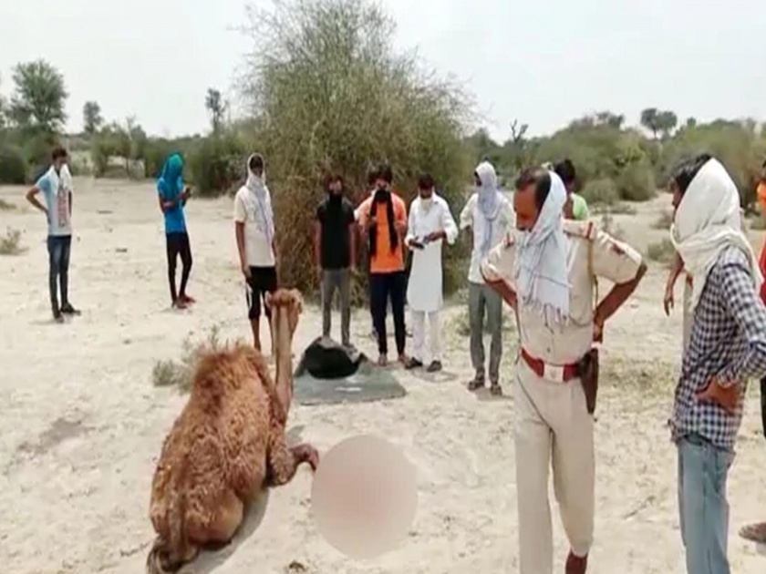 Painful! As the camel entered the farming field, it cut off its leg with an axe and died | वेदनादायी! शेतात घुसली म्हणून सांडणीचे कुऱ्हाडीनं कापले पाय; तडफडत सोडला जीव