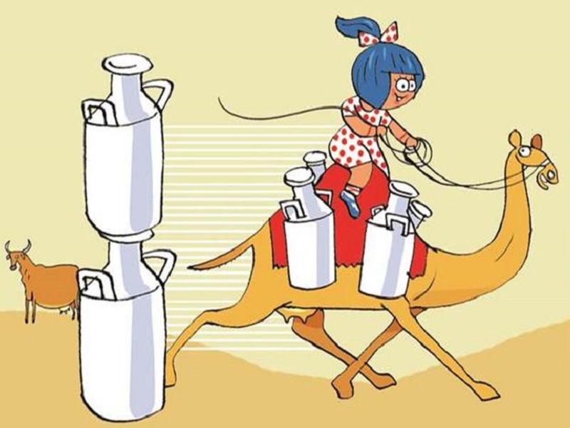 Good news for diabetic patient...! Amul introduces camel milk ... | मधुमेहींसाठी खुशखबर...! अमूलने आणले सांडनीचे दूध...