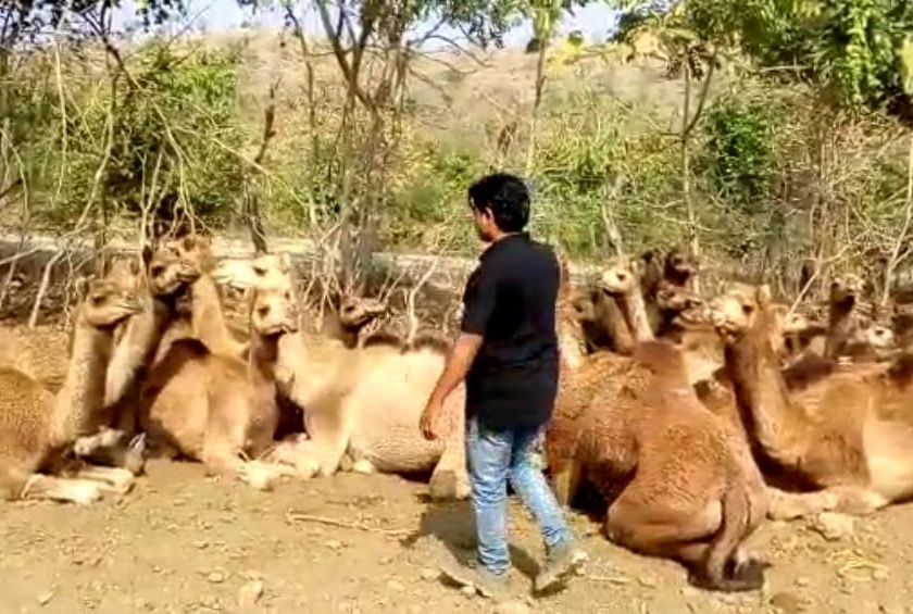Order to send 'those' 58 camels back to Rajasthan | 'त्या' ५८ उंटांना राजस्थानमध्ये परत पाठविण्याचा आदेश