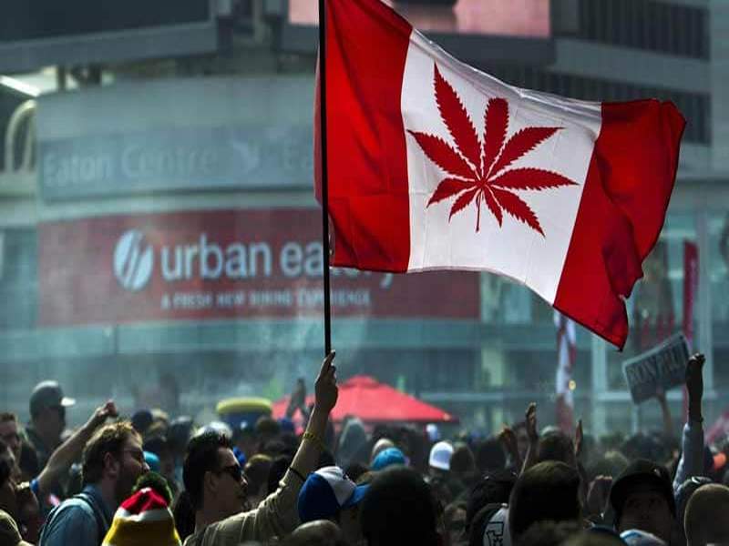 Canada To Legalize Cannabis On October 17: Justin Trudeau | 17 ऑक्टोबरला 'या' देशात गांजाला कायदेशीर मान्यता मिळणार