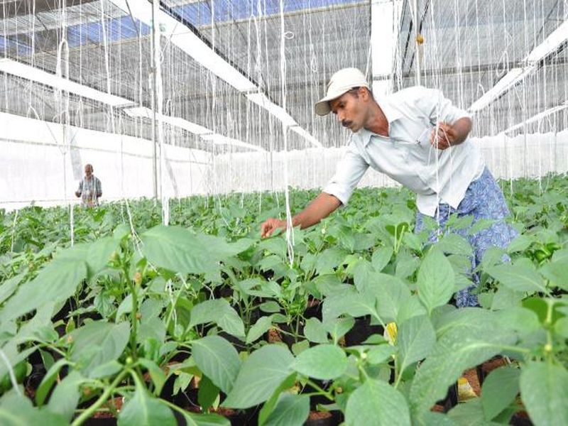 Israel will give lessons on organic farming to farmers of Goa, open special centers in the state | इस्राईल देणार गोव्यातील शेतक-यांना सेंंद्रीय शेतीचे धडे,राज्यात विशेष केंद्र उघडण्यासाठी बोलणी