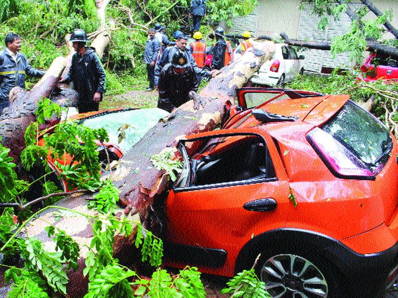 The loss of six vehicles in Thane falls due to the tree! | पावसाची ‘झाडा’झडती!, झाड पडून ठाण्यात सहा गाड्यांचे नुकसान