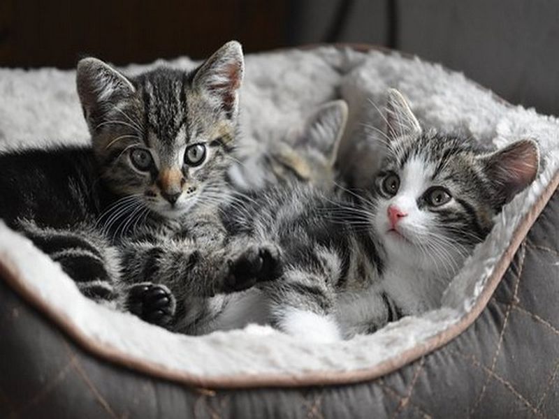 Coronavirus: Two cats in New York have had coronavirus mac | Coronavirus: धक्कादायक! वाघिणीनंतर आता मांजरींनाही कोरोनाची लागण; रिपोर्ट पॉझिटिव्ह आल्याने खळबळ