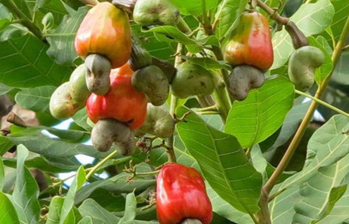 100% GST refund to cashew growers | काजू उत्पादकांना १०० टक्के जीएसटी परतावा