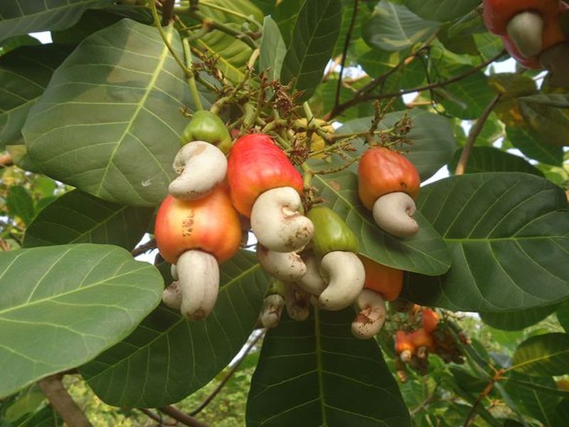 To revive 5 thousand hectare land for cashew crop | काजू पिकासाठी 5 हजार हेक्टर जमीन पुनरुज्जीवीत करणार 