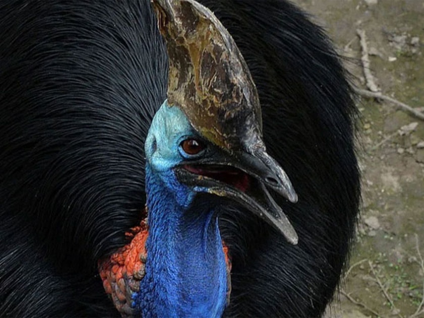 Shocking! Florida man attacked and killed by cassowary bird living dinosaur | 'या' पक्ष्याने केली ७५ वर्षीय मालकाची हत्या, हा आहे जगातला सर्वात धोकादायक पक्षी!