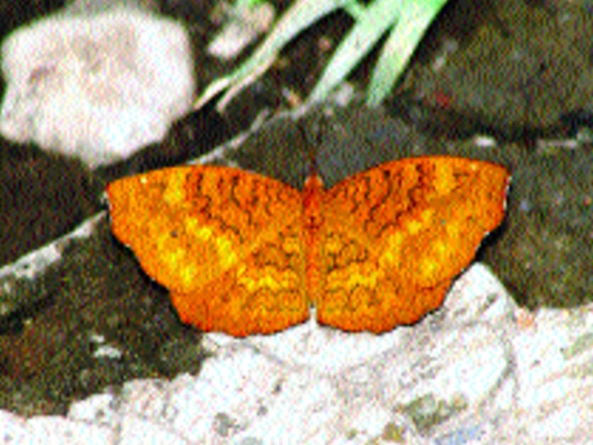 Castor: A characteristic butterfly | एरंडक : एक वैशिष्ट्यपूर्ण फुलपाखरू
