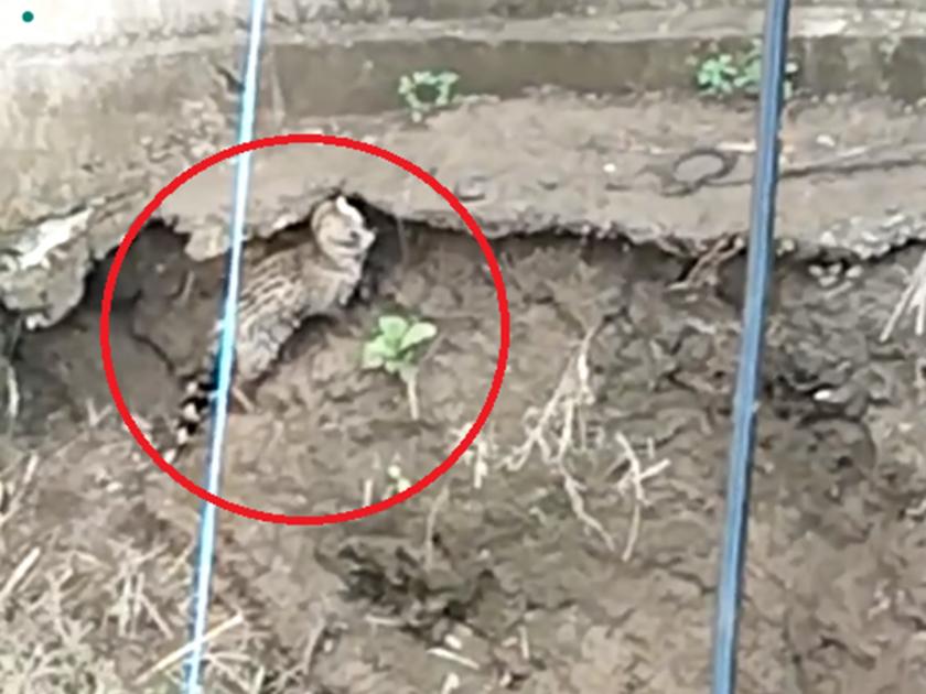 A rare kasturi cat that fell into a well during a wandering got life! | Video: भटकंती दरम्यान विहिरीत पडलेल्या दुर्मीळ कस्तूरी मांजराला जीवदान!