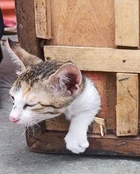 Kittens trapped in caramboard holes rescued | कॅरमबोर्डच्या छिद्रात अडकलेल्या मांजराच्या पिलाची झाली सुटका