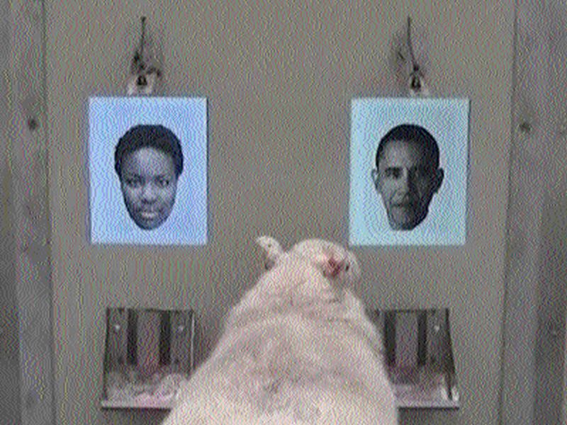 The sheep can recognize Barack Obama, Cambridge University students' research | मेंढीही ओळखू शकते बराऽऽऽक ओबामांना, केंब्रिज विद्यापीठाच्या विद्यार्थ्यांचे संशोधन