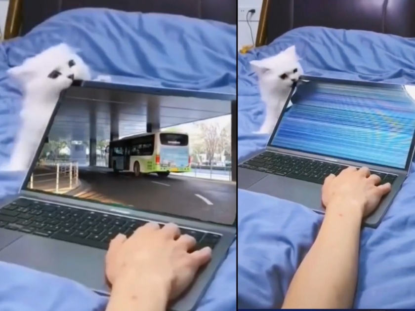 cat destroys laptop video goes viral on internet | Viral Video: मांजर पाळणं पठ्ठ्याला पडलं महागात, केलं लाखोंचं नुकसान