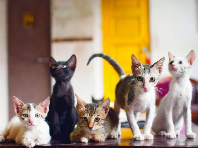 Must visit India's first cat cafe in Mumbai | इथे आहे देशातील पहिलं कॅट कॅफे, मांजरींसोबत घालवू शकता वेळ!