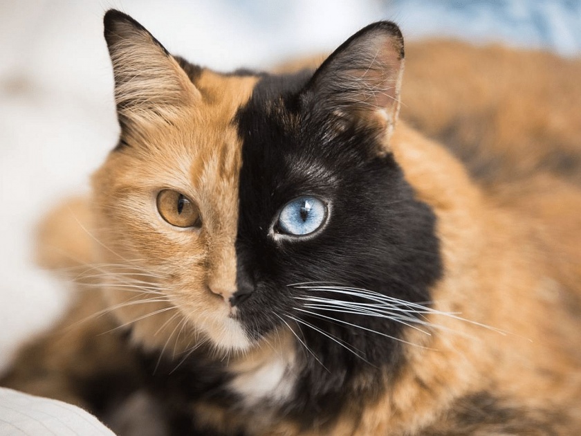 Meet Quimera the cat who got two faces api | दोन चेहऱ्याच्या Cute मांजरीचा सोशल मीडियात धुमाकूळ, फोटो पाहून तुम्हीही पडाल प्रश्नात!