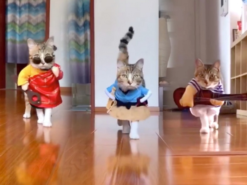 Cat walk video goes viral people said this is a real cat walk watch video | लयच भारी... या मांजरीची चाल पाहून नेटकरी म्हणाले, हाच खरा 'कॅट वॉक'