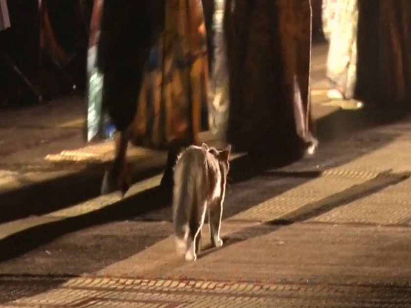 Viral Video : When cat steal the morocco fashion show | VIDEO:  जेव्हा मांजर फॅशन शोमध्ये रॅम्पवर करते 'कॅट वॉक'