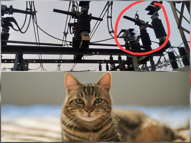 technical failure due to cat in bhosari substation of mahatrans electricity cut off | 'मनी माऊ'चा प्रताप! एका मांजरीमुळे पुण्यातील तब्बल ६० हजार घरांची बत्ती गुल, नेमकं काय घडलं?