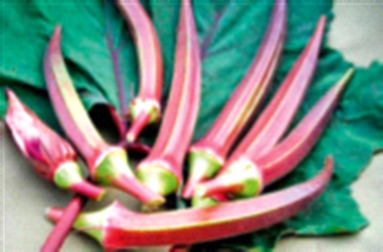 Farmer's red okra costs Rs 800 per kg! pdc | शेतकऱ्याची लाल भेंडी तब्बल ८०० रुपये किलो!
