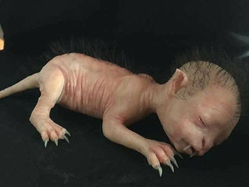 viral video newborn baby looks like a Kitten | मांजरीचं पिल्लू की मानवी अर्भक, सत्य ऐकून तुम्हीही व्हाल थक्क  