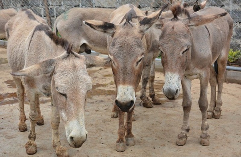 Significant increase in the number of donkeys even in the Corona crisis in Pakistan | कोरोना संकटातही पाकिस्तानात गाढवांच्या संख्येत लक्षणीय वाढ