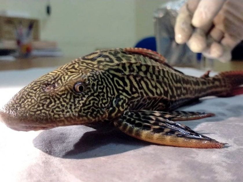 Sakarmouth Catfish Found Floating In Ganga river Scientist express Worry | धोका वाढला! अमेरिकेत आढळणारा मासा गंगेत सापडला; तज्ज्ञांकडून चिंता व्यक्त