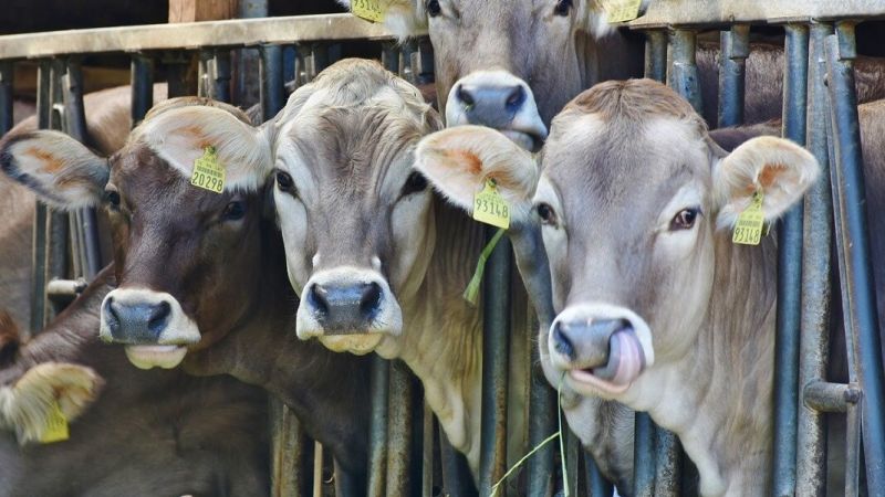 Aadhaar for sale and purchase of cattle | गुरांच्या खरेदी-विक्रीला ‘आधार’ची वेसण!
