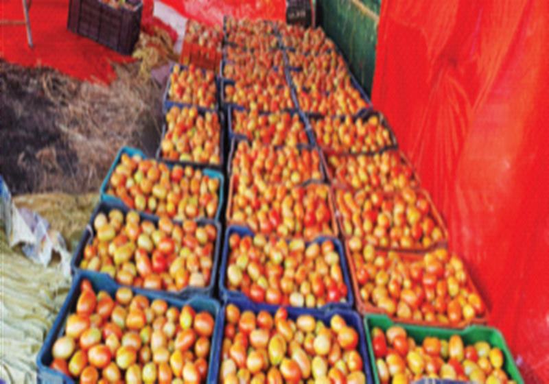 Record crop of tomatoes on coupon water | कूपनलिकेच्या पाण्यावर टोमॅटोचे विक्रमी पीक