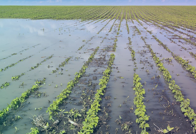 Crops on 9 lakh hectares went into the water rain in maharashtra | अतिवृष्टीने शेतकरी हवालदिल, ९ लाख हेक्टरवरील पिके गेली पाण्यात!