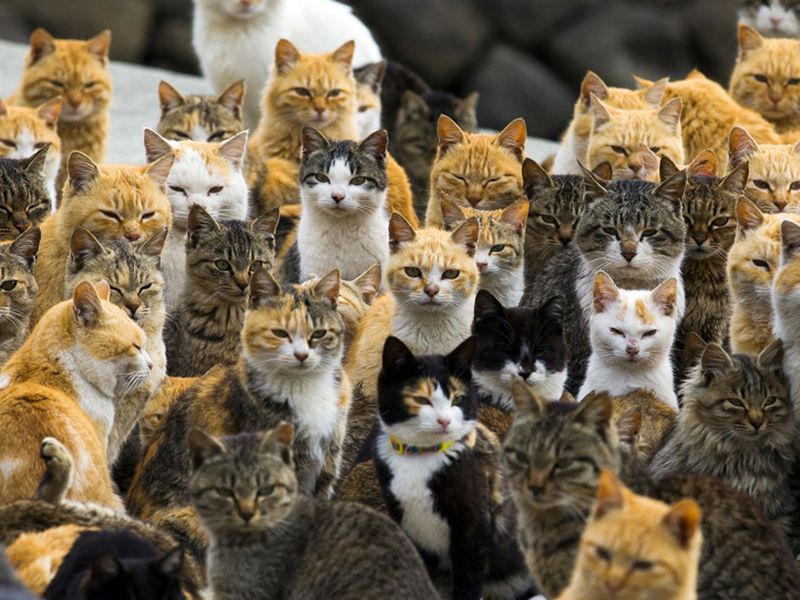 A little bit about wonderful Japan, live on a single island of 100 people and 400 cats | अद्भुत जपानविषयी थोडंफार, एकाच बेटावर राहतात 100 लोक आणि 400 मांजरी