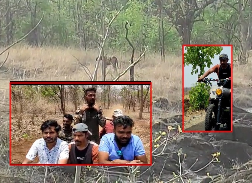 Sairat: Jungle safari ... sairat fame tanajau and arbaj khan to see 'Archie' tiger in the forest of Tipeshwar | Sairat: जंगल सफारी... 'आर्ची'ला पाहायला 'सल्ल्या अन् लंगड्या' थेट टिपेश्वरच्या जंगलात