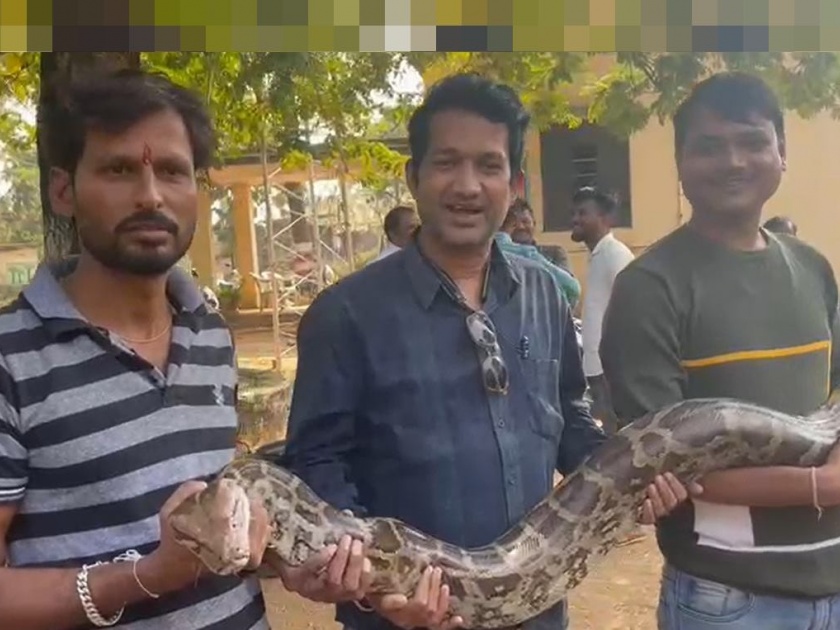 A giant python in the farmer's forest, ZP member ran in chandrapur | Video: शेतकऱ्याच्या रानात 24 किलोचा महाकाय अजगर, झेडपी सदस्याने घेतली धाव
